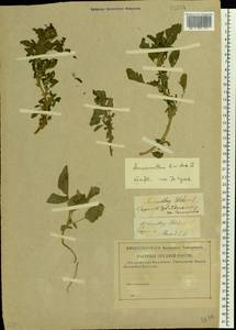 Amaranthus blitum L., Eastern Europe, Lower Volga region (E9) (Russia)
