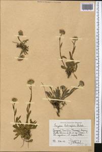 Erigeron lachnocephalus Botsch., Middle Asia, Western Tian Shan & Karatau (M3) (Kyrgyzstan)