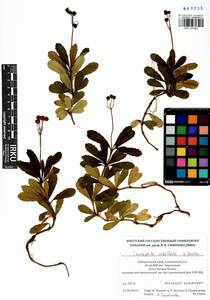 Chimaphila umbellata (L.) W. P. C. Barton, Siberia, Russian Far East (S6) (Russia)