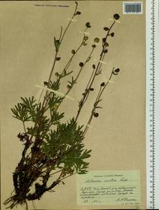 Artemisia norvegica subsp. saxatilis (Besser) H. M. Hall & Clem., Siberia, Yakutia (S5) (Russia)