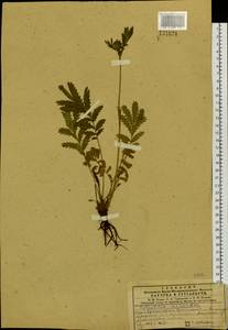 Potentilla longifolia Willd., Siberia, Central Siberia (S3) (Russia)