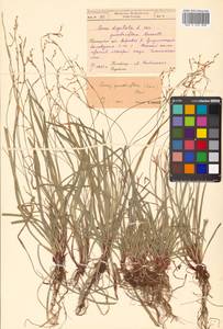 Carex quadriflora (Kük.) Ohwi, Siberia, Russian Far East (S6) (Russia)