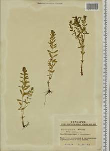 Lysimachia maritima (L.) Galasso, Banfi & Soldano, Siberia, Western Siberia (S1) (Russia)