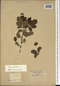 Rosa gallica L., Caucasus, Krasnodar Krai & Adygea (K1a) (Russia)