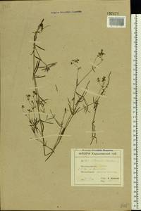 Cynanchica tinctoria (L.) Fourr., Eastern Europe, North Ukrainian region (E11) (Ukraine)
