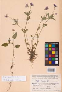 MHA0189697_2, Viola tricolor L., Eastern Europe, Northern region (E1) (Russia)