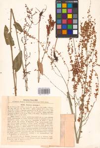 Rumex acetosa L., Eastern Europe, Moscow region (E4a) (Russia)