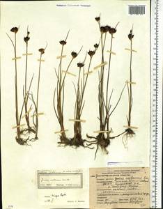 Juncus castaneus Sm., Siberia, Yakutia (S5) (Russia)