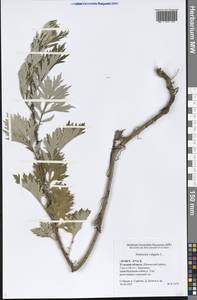 Artemisia vulgaris L., Eastern Europe, Central region (E4) (Russia)