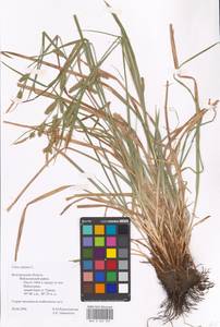 Carex distans L., Eastern Europe, Central forest-and-steppe region (E6) (Russia)
