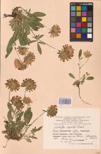 Anthyllis vulneraria L., Eastern Europe, West Ukrainian region (E13) (Ukraine)