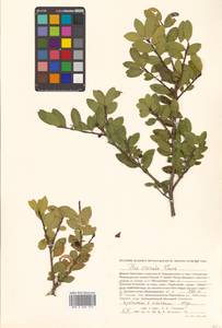 Ilex crenata Thunb., Siberia, Russian Far East (S6) (Russia)
