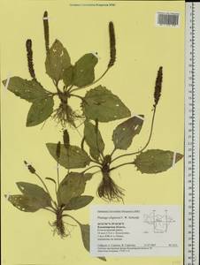 Plantago uliginosa F. W. Schmidt, Eastern Europe, Central region (E4) (Russia)