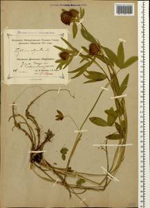 Trifolium alpestre L., Caucasus, Dagestan (K2) (Russia)