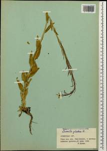 Turritis glabra L., Caucasus, Armenia (K5) (Armenia)
