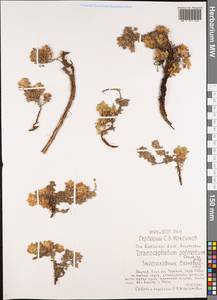 Dracocephalum palmatum Steph. ex Willd., Siberia, Yakutia (S5) (Russia)