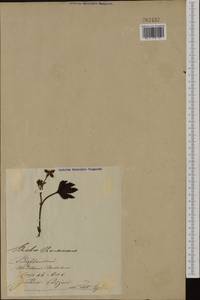 Rubus chamaemorus L., Eastern Europe, North-Western region (E2) (Russia)