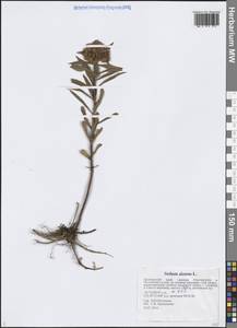 Phedimus aizoon (L.) 't Hart, Siberia, Russian Far East (S6) (Russia)