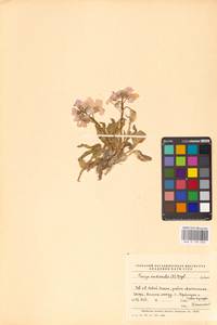 Parrya nudicaulis (L.) Regel, Eastern Europe, Northern region (E1) (Russia)