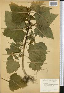 Nicandra physalodes (L.) Gaertn., Eastern Europe, Central forest region (E5) (Russia)