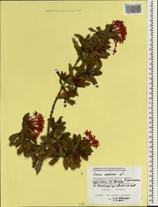 Ixora coccinea L., South Asia, South Asia (Asia outside ex-Soviet states and Mongolia) (ASIA) (Maldives)