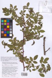 Rosa balsamica Besser, Eastern Europe, North Ukrainian region (E11) (Ukraine)