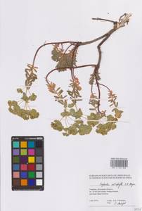 Euphorbia petrophila C.A.Mey., Eastern Europe, South Ukrainian region (E12) (Ukraine)