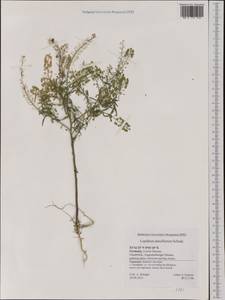 Lepidium densiflorum Schrad., Western Europe (EUR) (Germany)