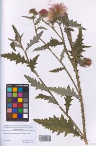 Carduus crispus L., Eastern Europe, Moscow region (E4a) (Russia)