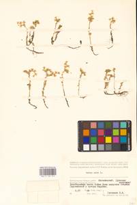 Sedum acre L., Eastern Europe, Lower Volga region (E9) (Russia)