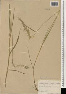 Elymus sibiricus L., Mongolia (MONG) (Mongolia)