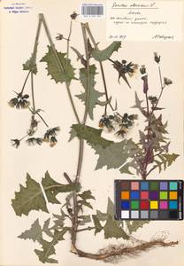 Sonchus oleraceus L., Eastern Europe, Moscow region (E4a) (Russia)