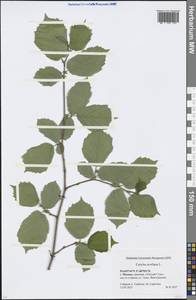 Corylus avellana L., Eastern Europe, Moscow region (E4a) (Russia)