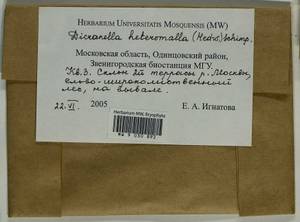 Dicranella heteromalla (Hedw.) Schimp., Bryophytes, Bryophytes - Moscow City & Moscow Oblast (B6a) (Russia)