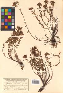 Phedimus sichotensis (Vorosch.) 't Hart, Siberia, Russian Far East (S6) (Russia)