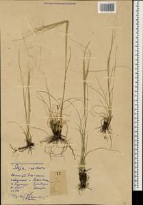 Stipa capillata L., Caucasus, Dagestan (K2) (Russia)