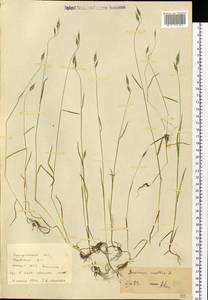 Bromus hordeaceus L., Eastern Europe, West Ukrainian region (E13) (Ukraine)