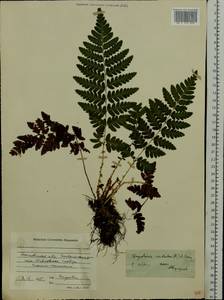 Dryopteris cristata (L.) A. Gray, Eastern Europe, Moscow region (E4a) (Russia)