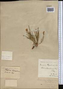 Limonium chrysocomum, Middle Asia, Northern & Central Kazakhstan (M10) (Kazakhstan)