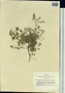 Astragalus argutensis Bunge, Siberia, Altai & Sayany Mountains (S2) (Russia)
