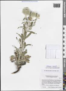 Echinops humilis M. Bieb., Siberia, Altai & Sayany Mountains (S2) (Russia)