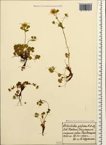 Potentilla crantzii subsp. gelida (C. A. Mey.) Soják, Caucasus, Stavropol Krai, Karachay-Cherkessia & Kabardino-Balkaria (K1b) (Russia)