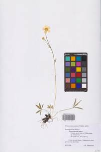 Ranunculus pedatus Waldst. & Kit., Eastern Europe, Central forest-and-steppe region (E6) (Russia)