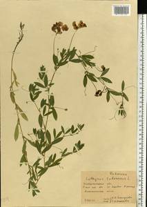 Lathyrus tuberosus L., Eastern Europe, West Ukrainian region (E13) (Ukraine)