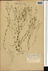 Linum catharticum L., Caucasus, Georgia (K4) (Georgia)