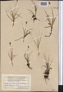 Carex enervis C.A.Mey., Middle Asia, Dzungarian Alatau & Tarbagatai (M5) (Kazakhstan)