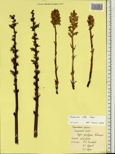 Orobanche alba, Eastern Europe, Central forest-and-steppe region (E6) (Russia)