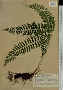 Polystichum tripteron (Kunze) C. Presl, Siberia, Russian Far East (S6) (Russia)