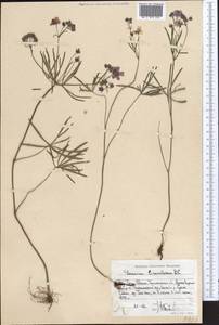 Geranium linearilobum DC. in Lam. & DC., Middle Asia, Western Tian Shan & Karatau (M3) (Uzbekistan)
