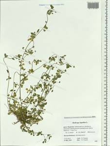 Medicago lupulina L., Siberia, Baikal & Transbaikal region (S4) (Russia)